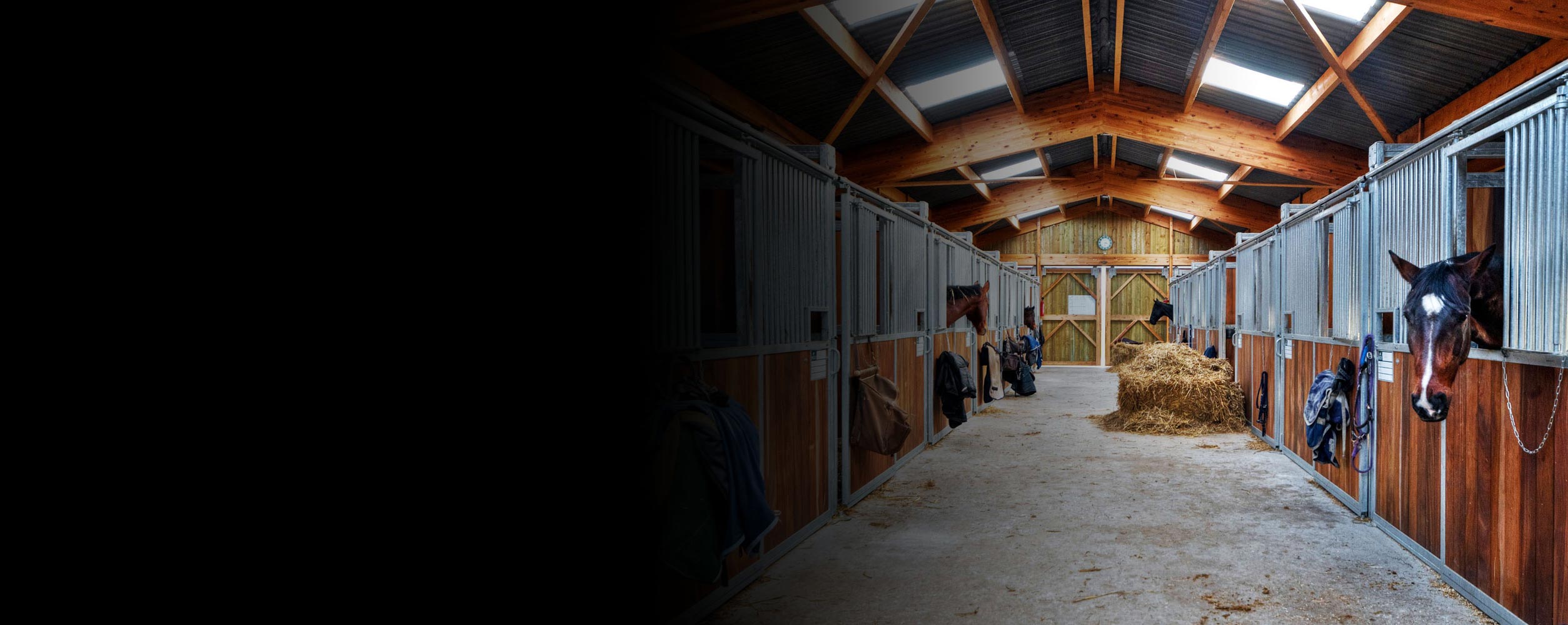 chevaux